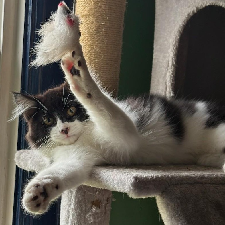 Else Elaine (w/Everest)