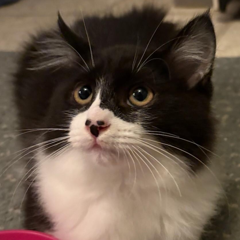 Else Elaine (w/Everest)