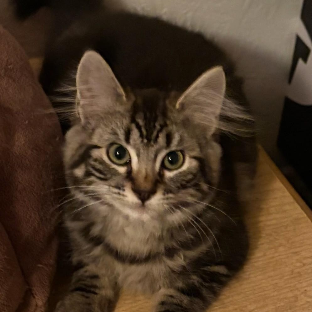 Else Elaine (w/Everest)