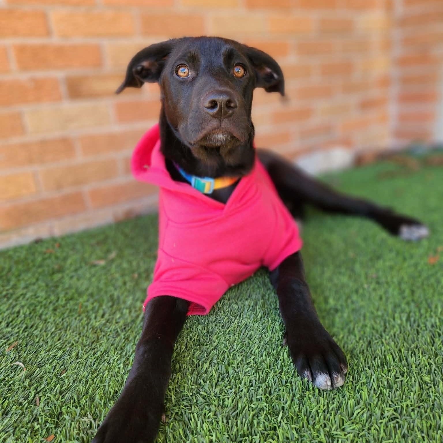 Cookie, adopted, Puppy Female Great Dane.