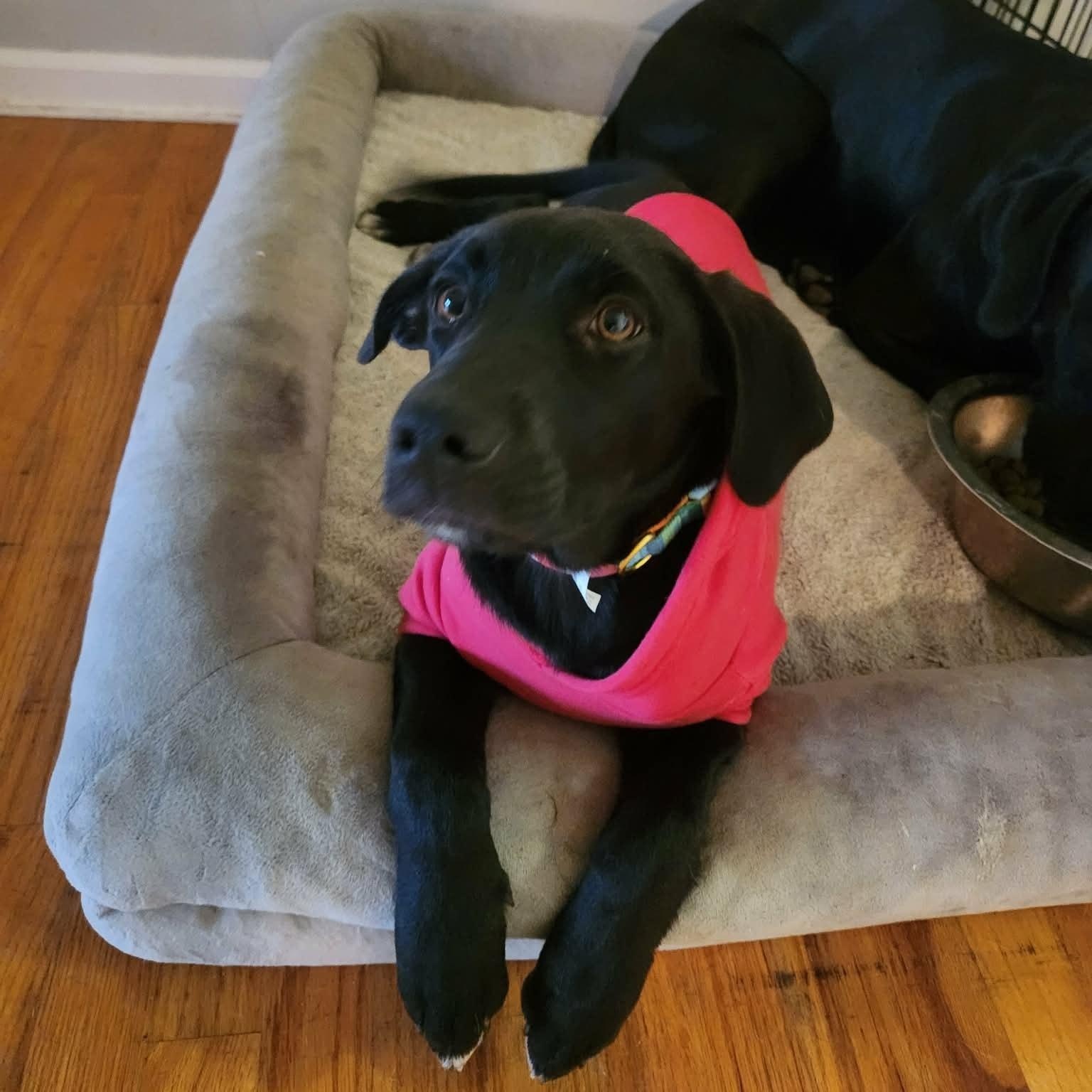 Enlarge Cookie, an adopted mixed breed in Bullard, TX image 2/2