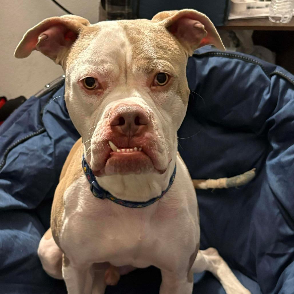 Enlarge Walter, a Adoptable mixed breed in Las Vegas, NV image 1/6