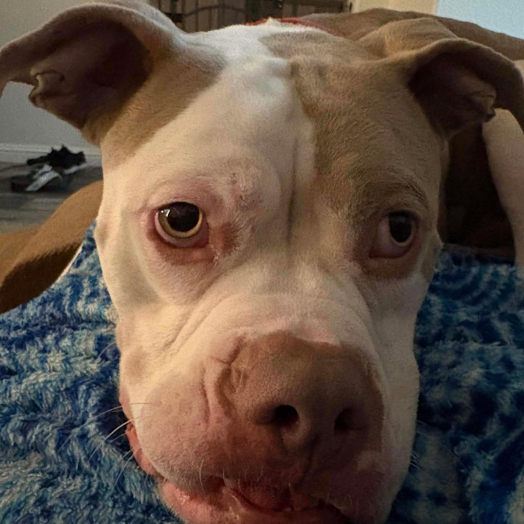 Enlarge Walter, a Adoptable mixed breed in Las Vegas, NV image 2/6