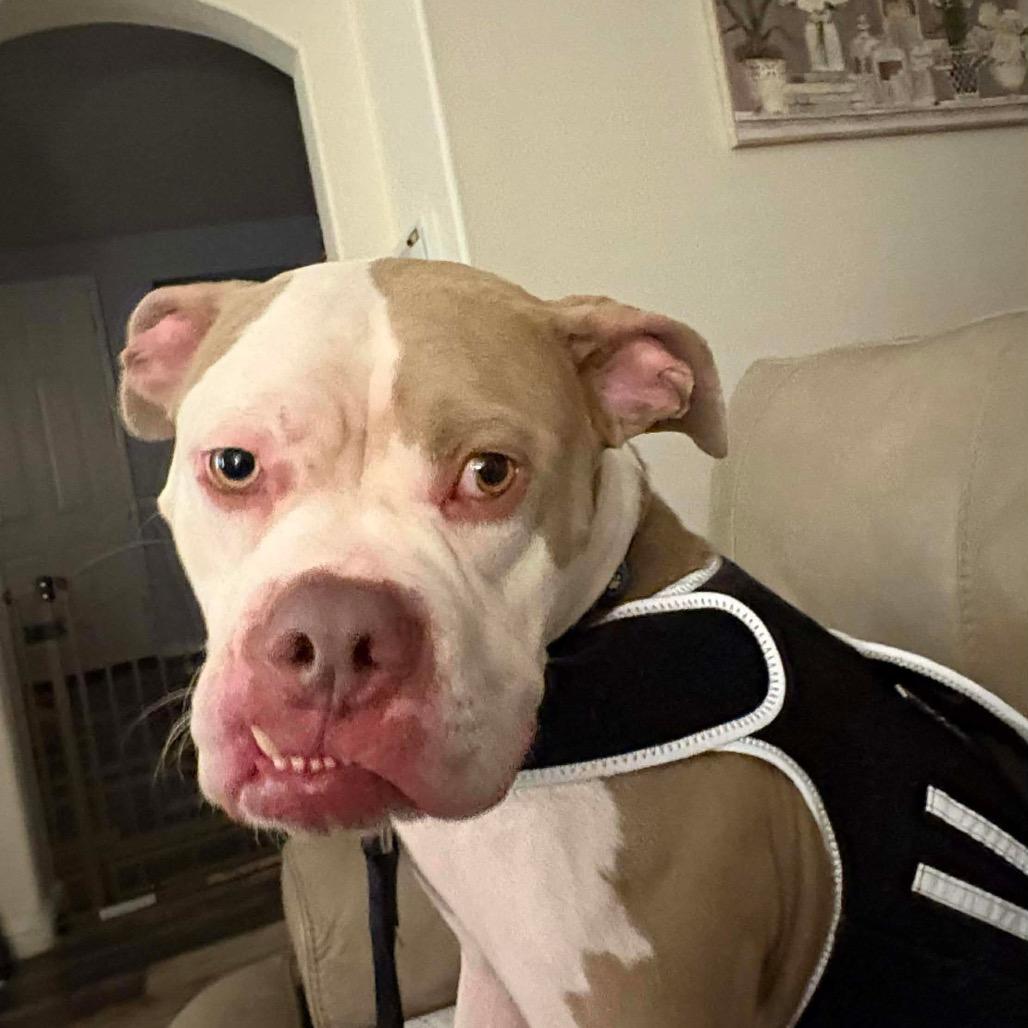 Enlarge Walter, a Adoptable mixed breed in Las Vegas, NV image 4/6