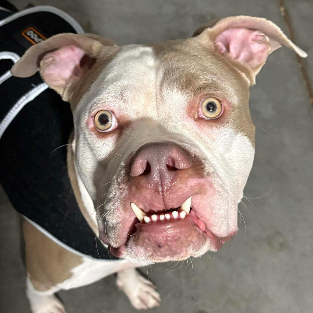 Enlarge Walter, a Adoptable mixed breed in Las Vegas, NV image 5/6
