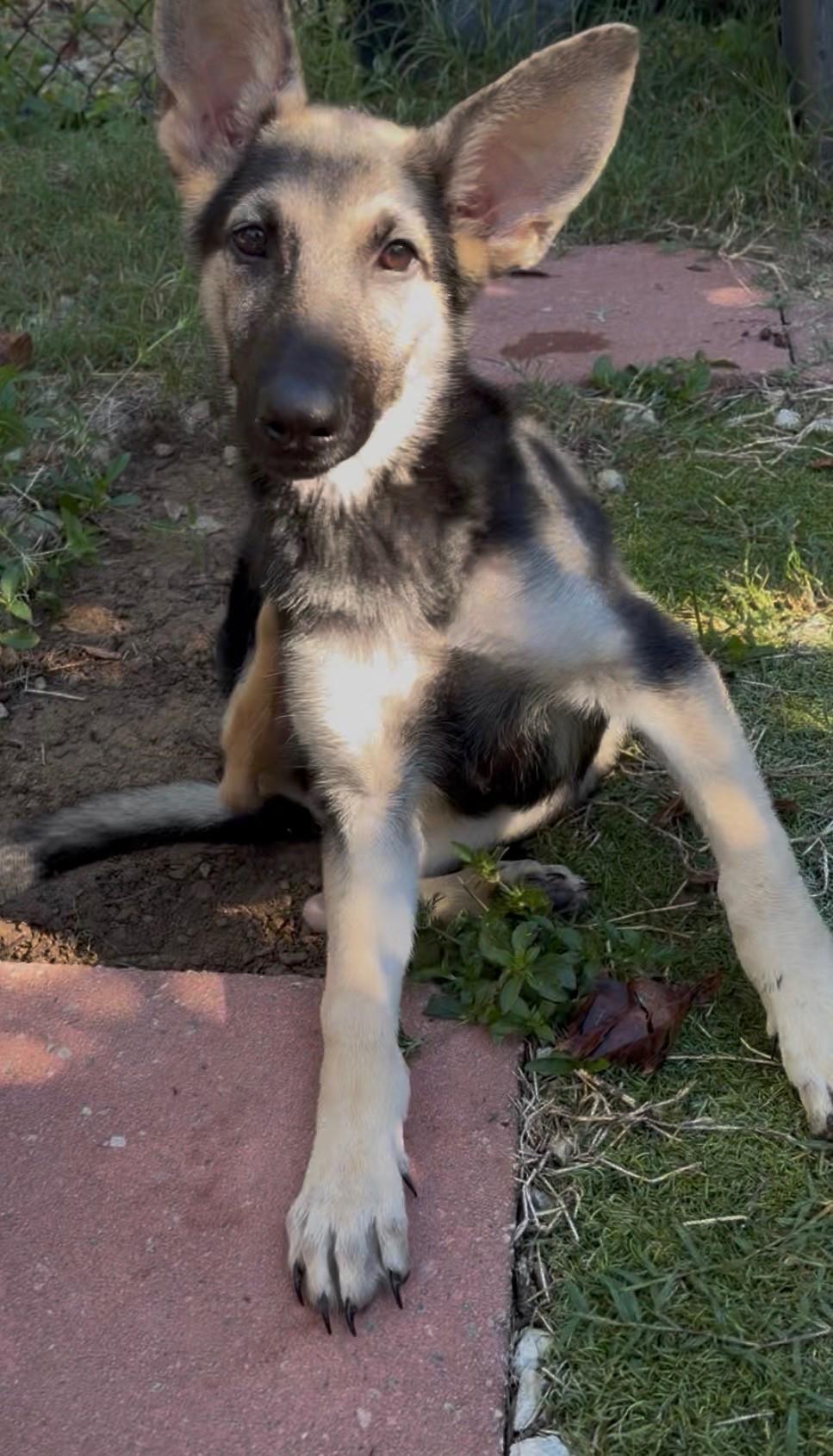 Enlarge Bonnet, a Adopted German Shepherd Dog in Paterson, NJ image 1/1