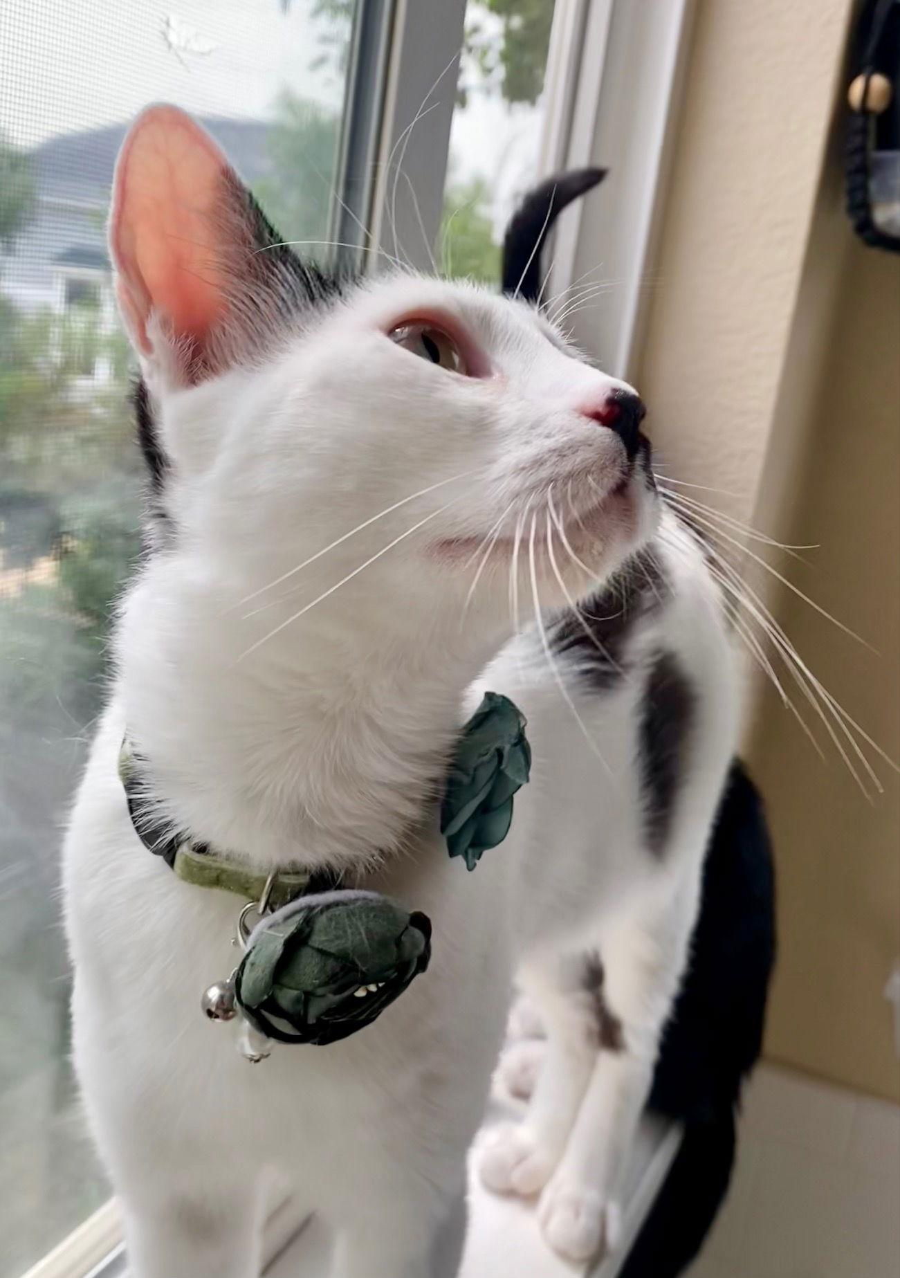 Mama Madonna, Adoptable, Adult Female Domestic Short Hair.