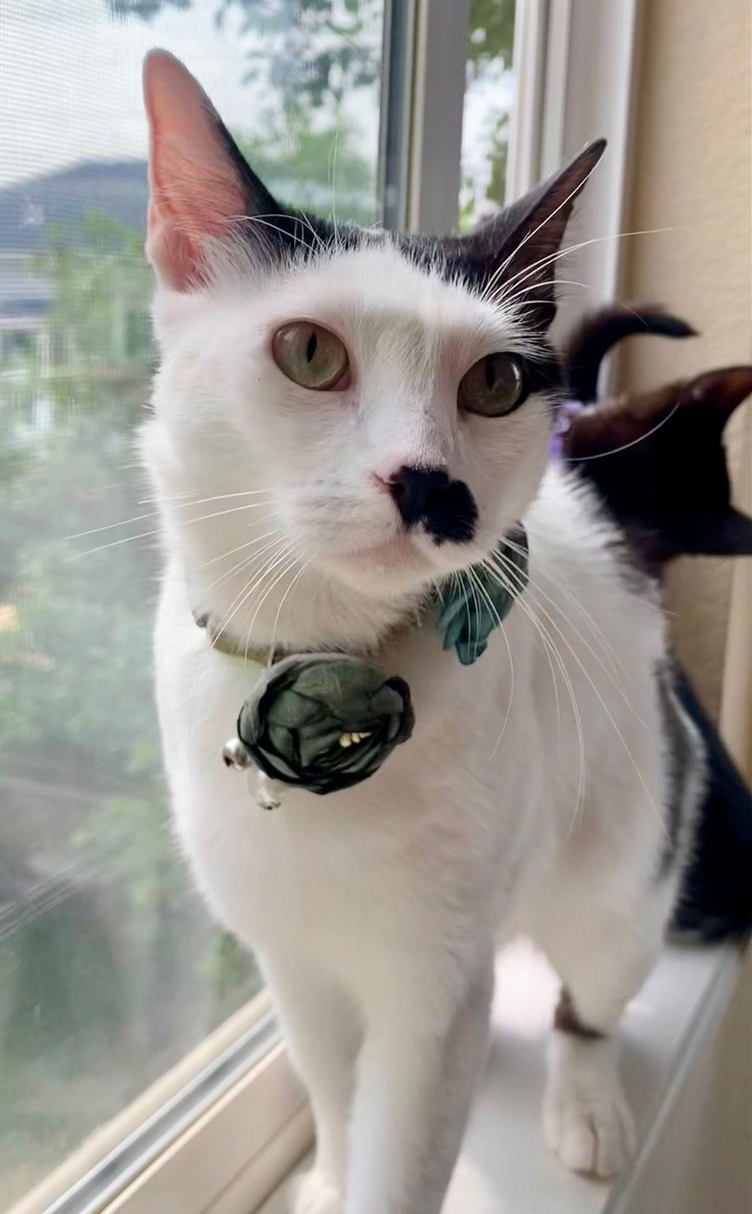 Enlarge Mama Madonna, a Adoptable Domestic Short Hair in Aurora, CO image 2/3