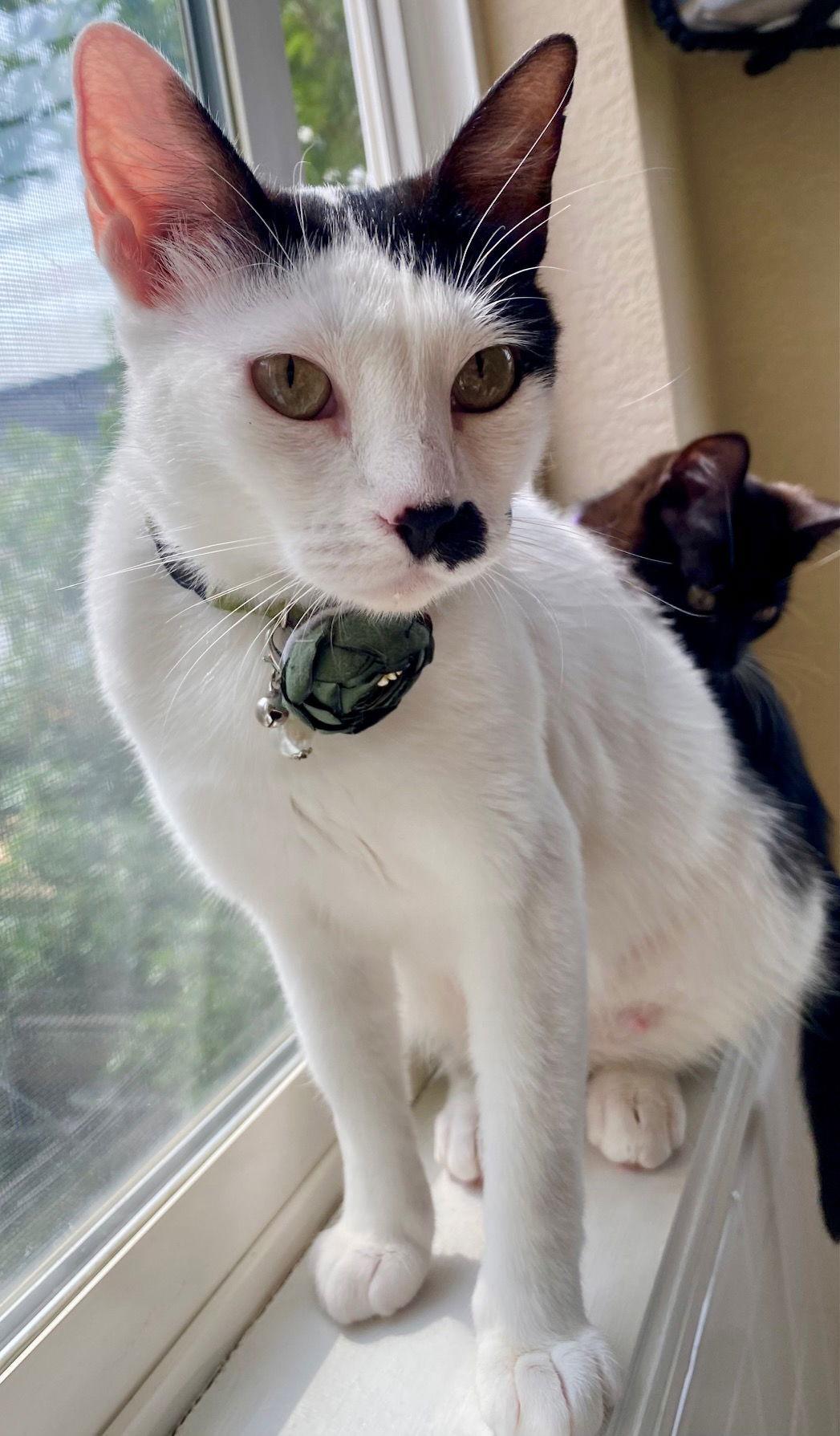 Enlarge Mama Madonna, a Adoptable Domestic Short Hair in Aurora, CO image 3/3