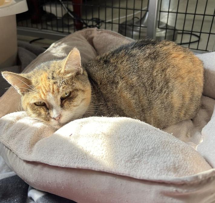 Enlarge Mama Mia, a Adoptable mixed breed in Stockton, CA image 1/3