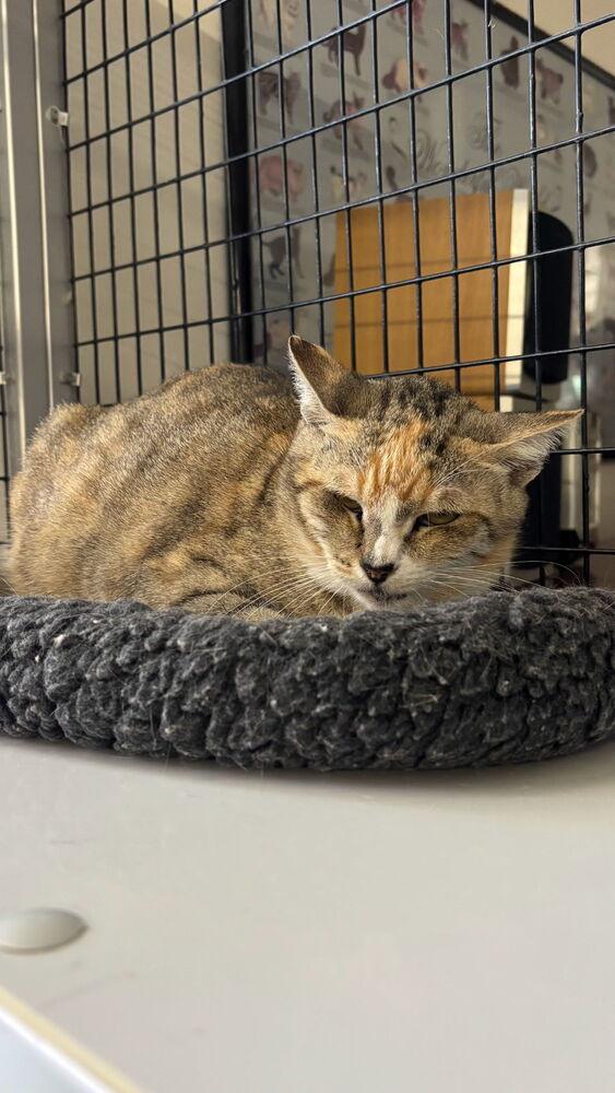 Enlarge Mama Mia, a Adoptable mixed breed in Stockton, CA image 3/4