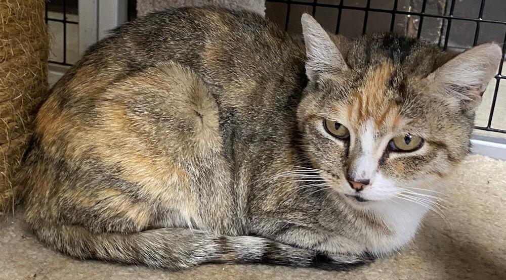 Enlarge Mama Mia, a Adoptable mixed breed in Stockton, CA image 3/3