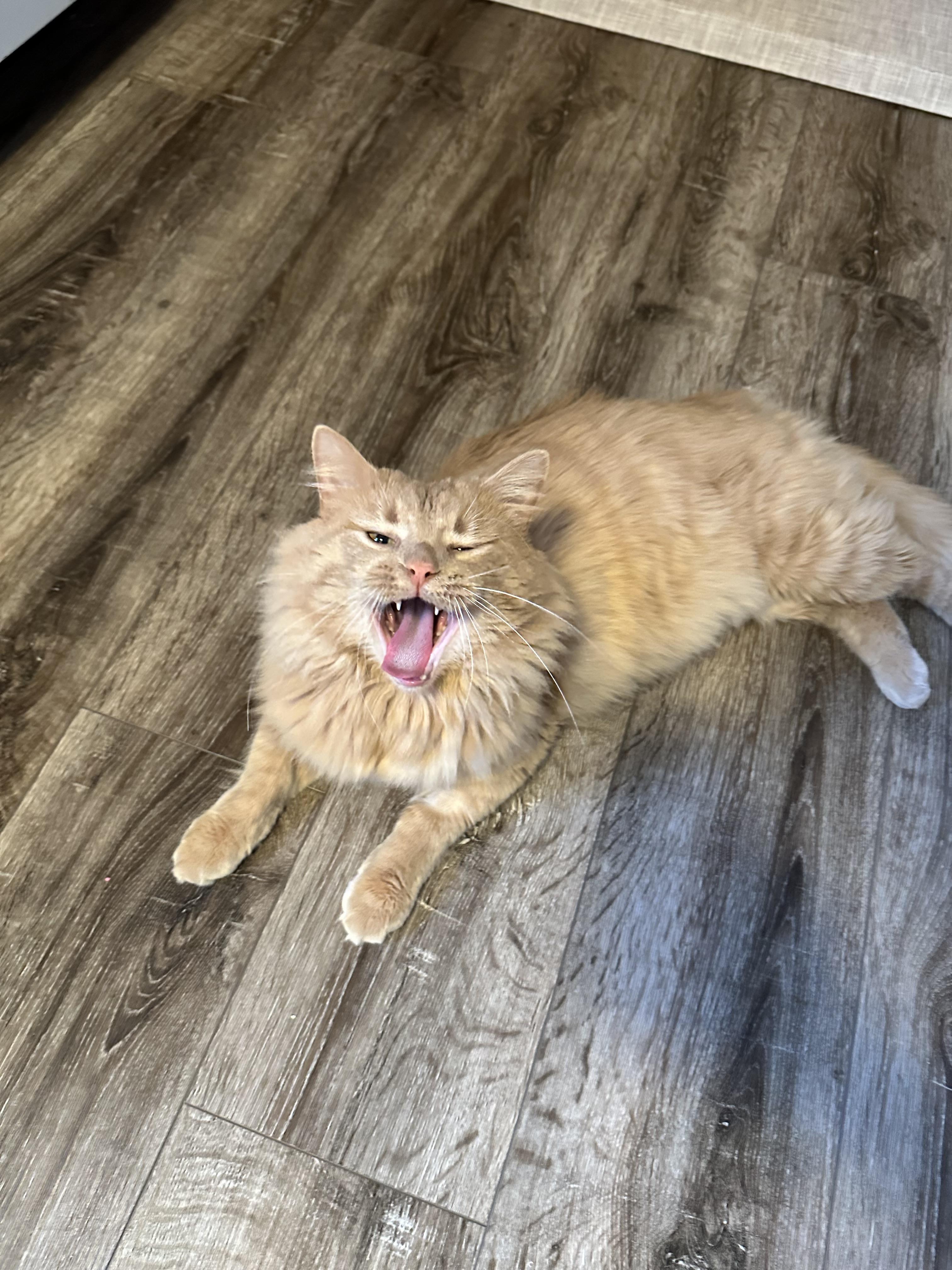 Enlarge Uncle Jim Biscuit- all orange all the time, an adoptable Domestic Medium Hair in Akron, OH image 1/5