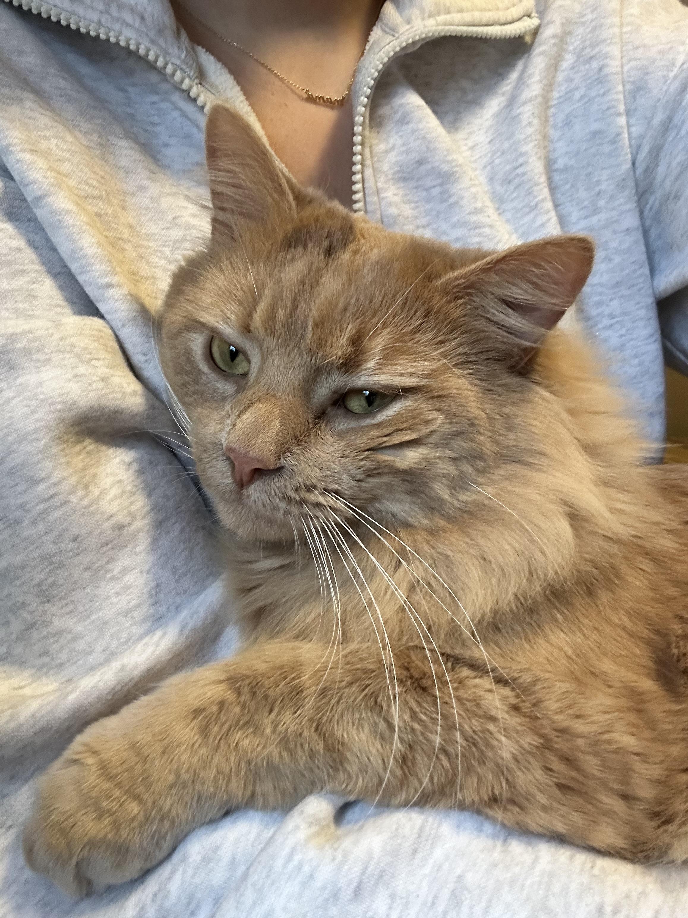Enlarge Uncle Jim Biscuit, a ADOPTABLE Domestic Medium Hair in Akron, OH image 3/5