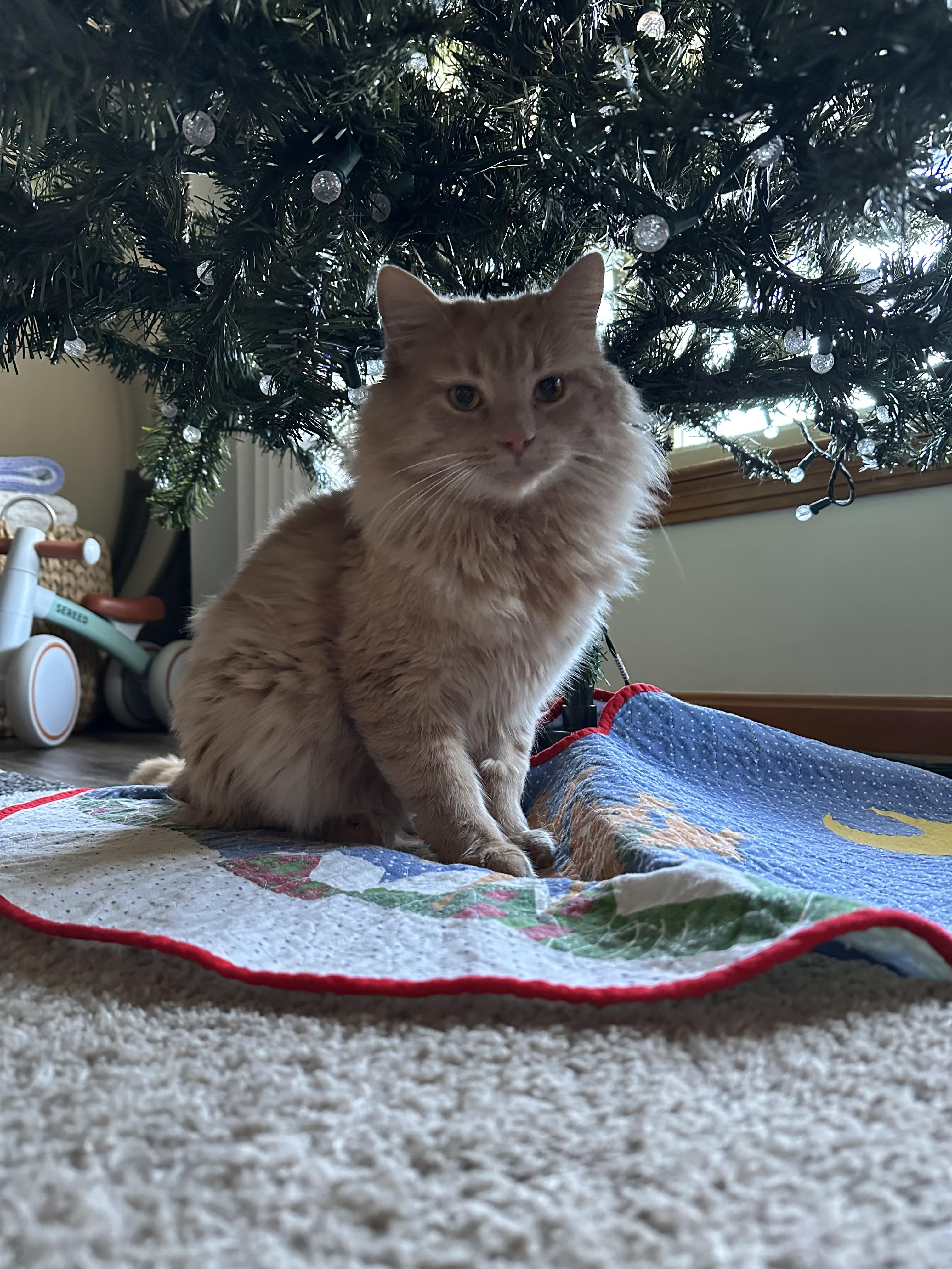 Enlarge Uncle Jim Biscuit, a ADOPTABLE Domestic Medium Hair in Akron, OH image 4/5