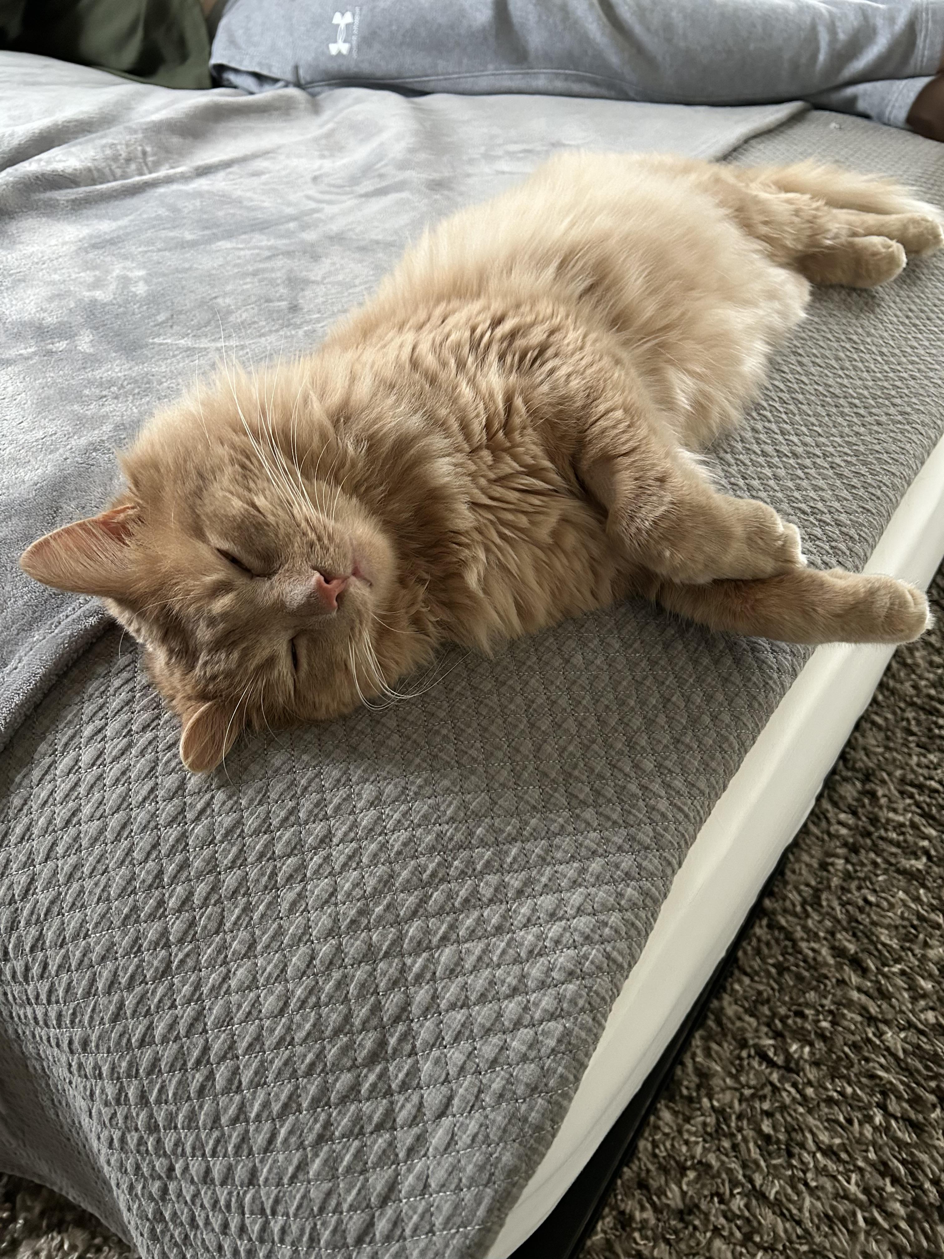 Enlarge Uncle Jim Biscuit, a ADOPTABLE Domestic Medium Hair in Akron, OH image 2/5