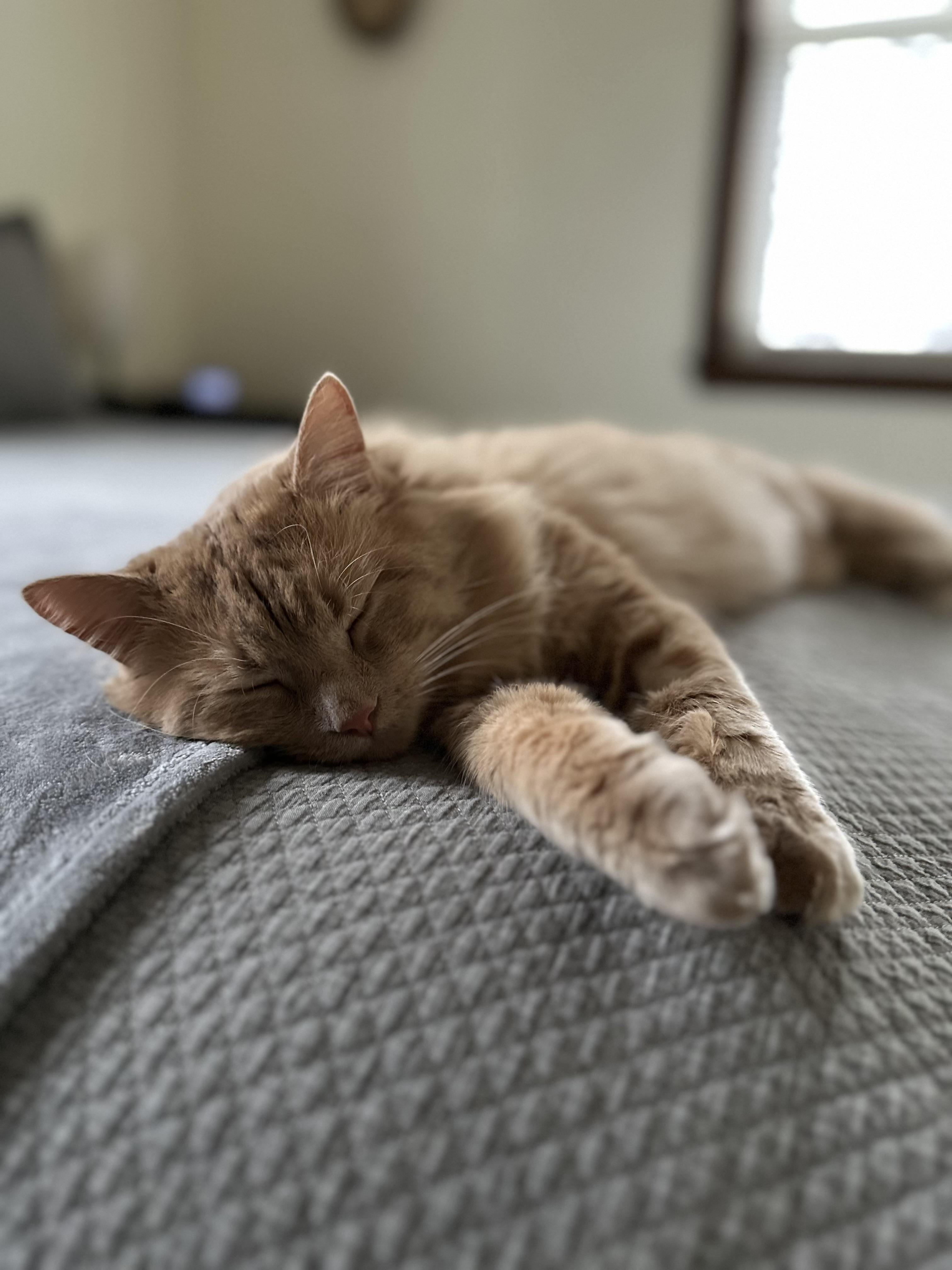 Enlarge Uncle Jim Biscuit, a ADOPTABLE Domestic Medium Hair in Akron, OH image 1/5