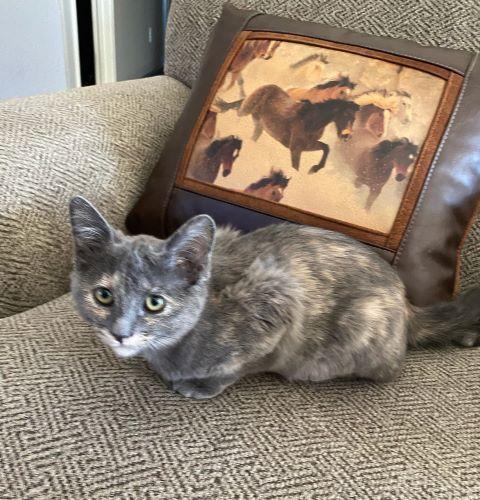 Enlarge Sassipurr, a Adoptable Domestic Short Hair in Fernley, NV image 2/2