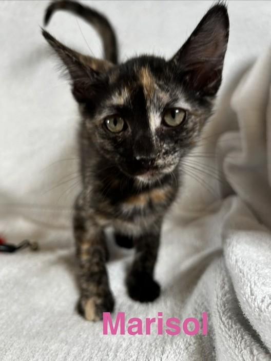 Enlarge Marisol, a Adoptable Tortoiseshell in Paulina, LA image 1/2