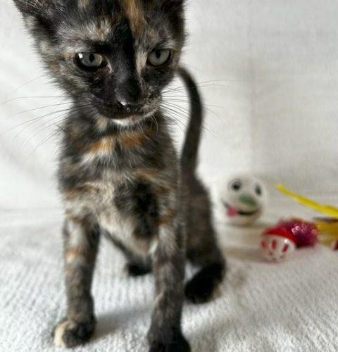 Enlarge Marisol, a Adoptable Tortoiseshell in Paulina, LA image 2/2
