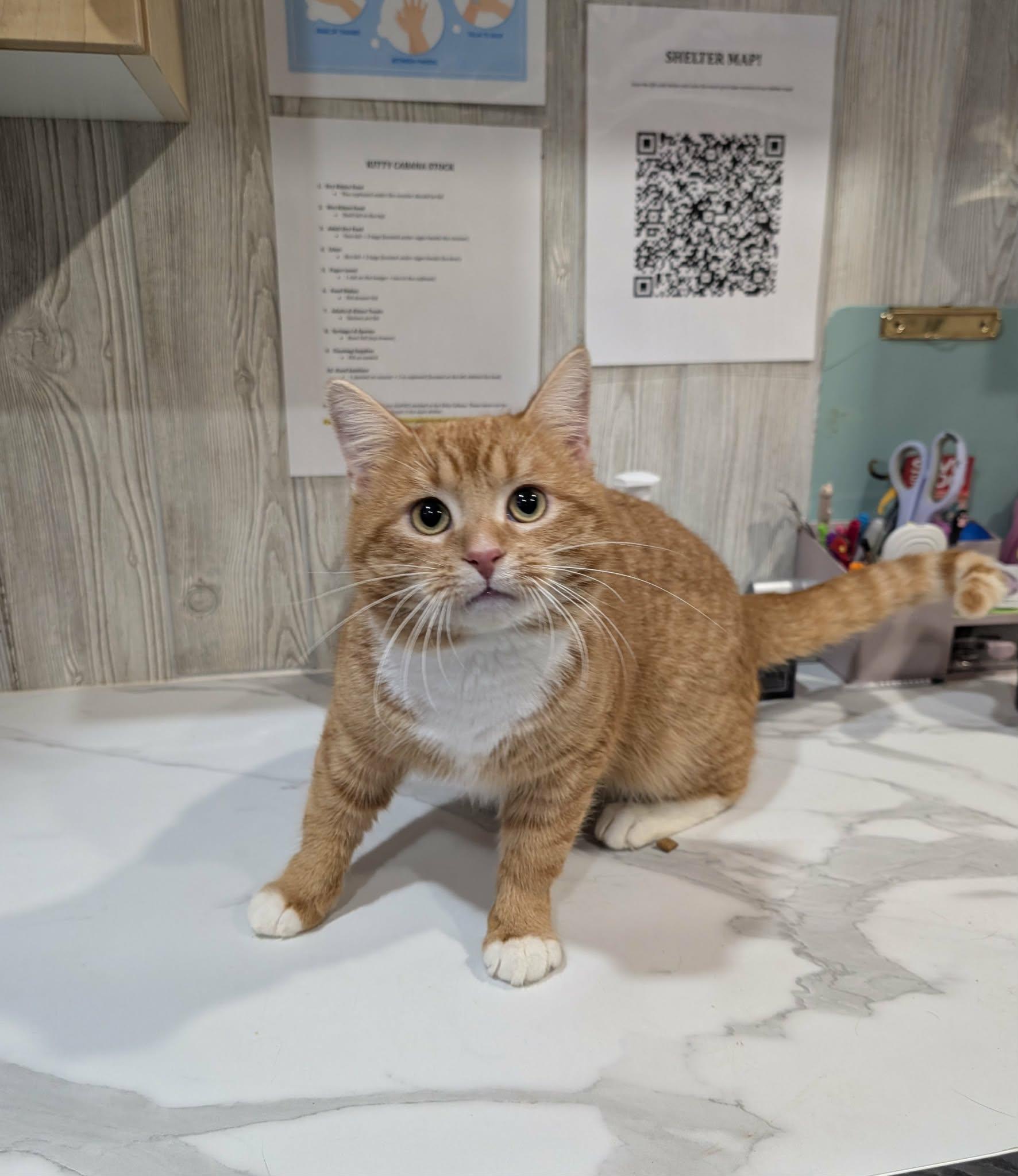 Enlarge AURELIO, an adopted Domestic Short Hair in Tillsonburg, ON image 2/3