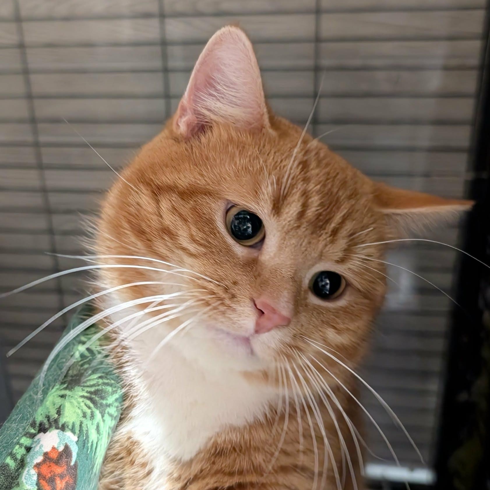 Enlarge AURELIO, an adopted Domestic Short Hair in Tillsonburg, ON image 1/3