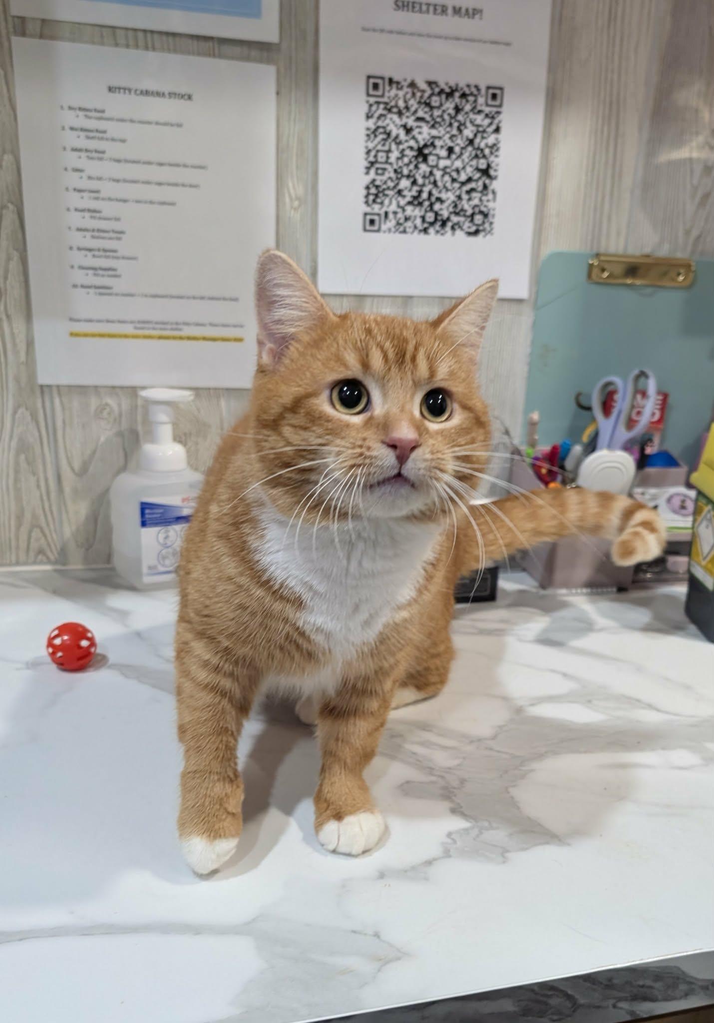 Enlarge AURELIO, an adopted Domestic Short Hair in Tillsonburg, ON image 3/3