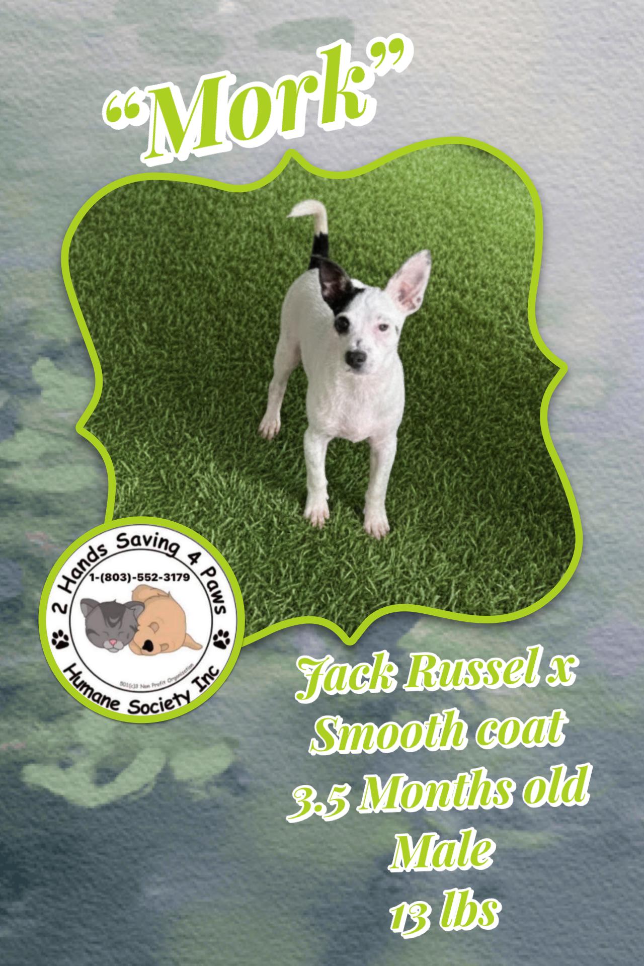 Mork, Adoptable, Puppy Male Jack Russell Terrier.