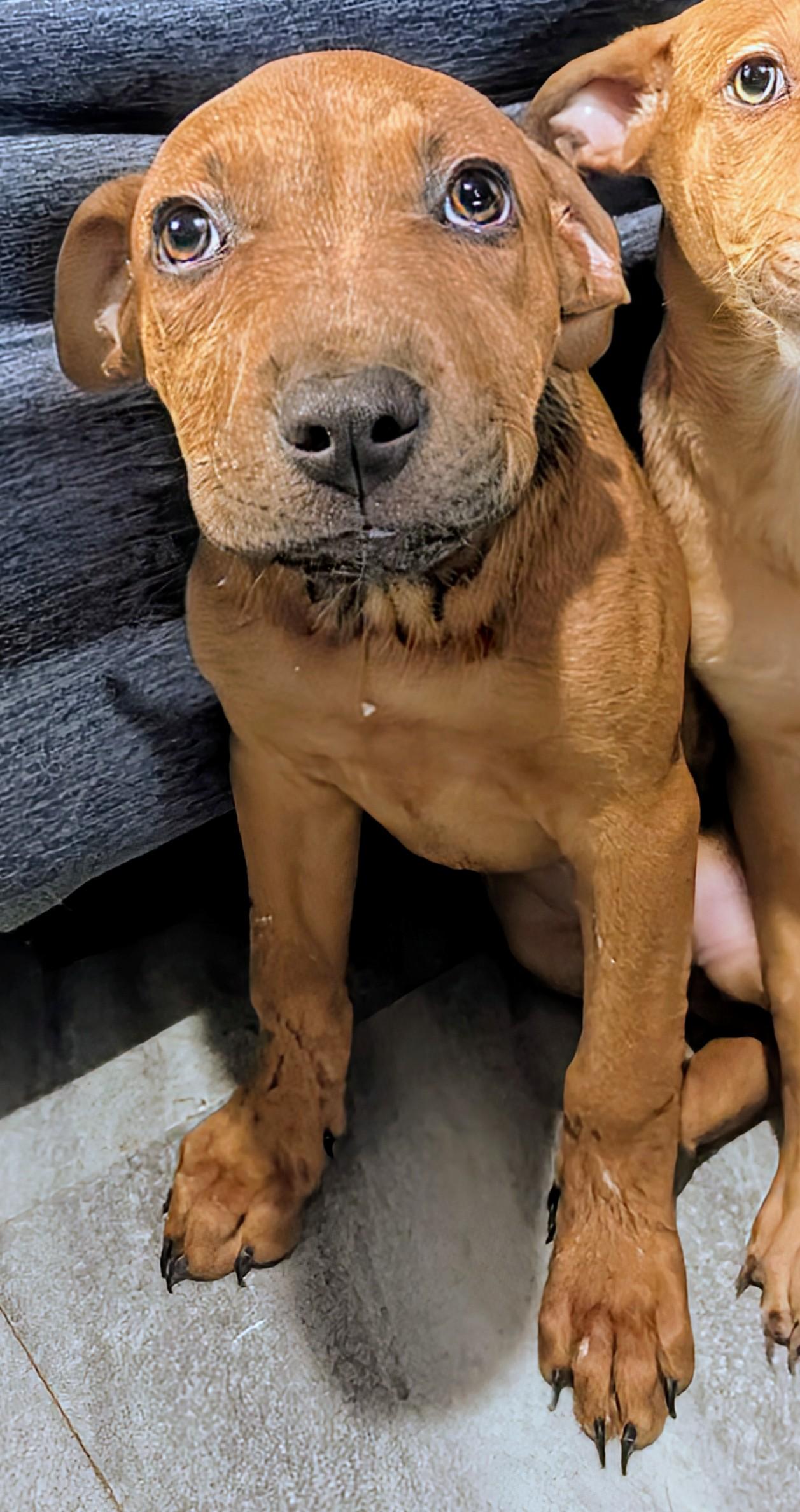 Jill, an adoptable Pit Bull Terrier, Rottweiler in Saint David, AZ, 85630 | Photo Image 1