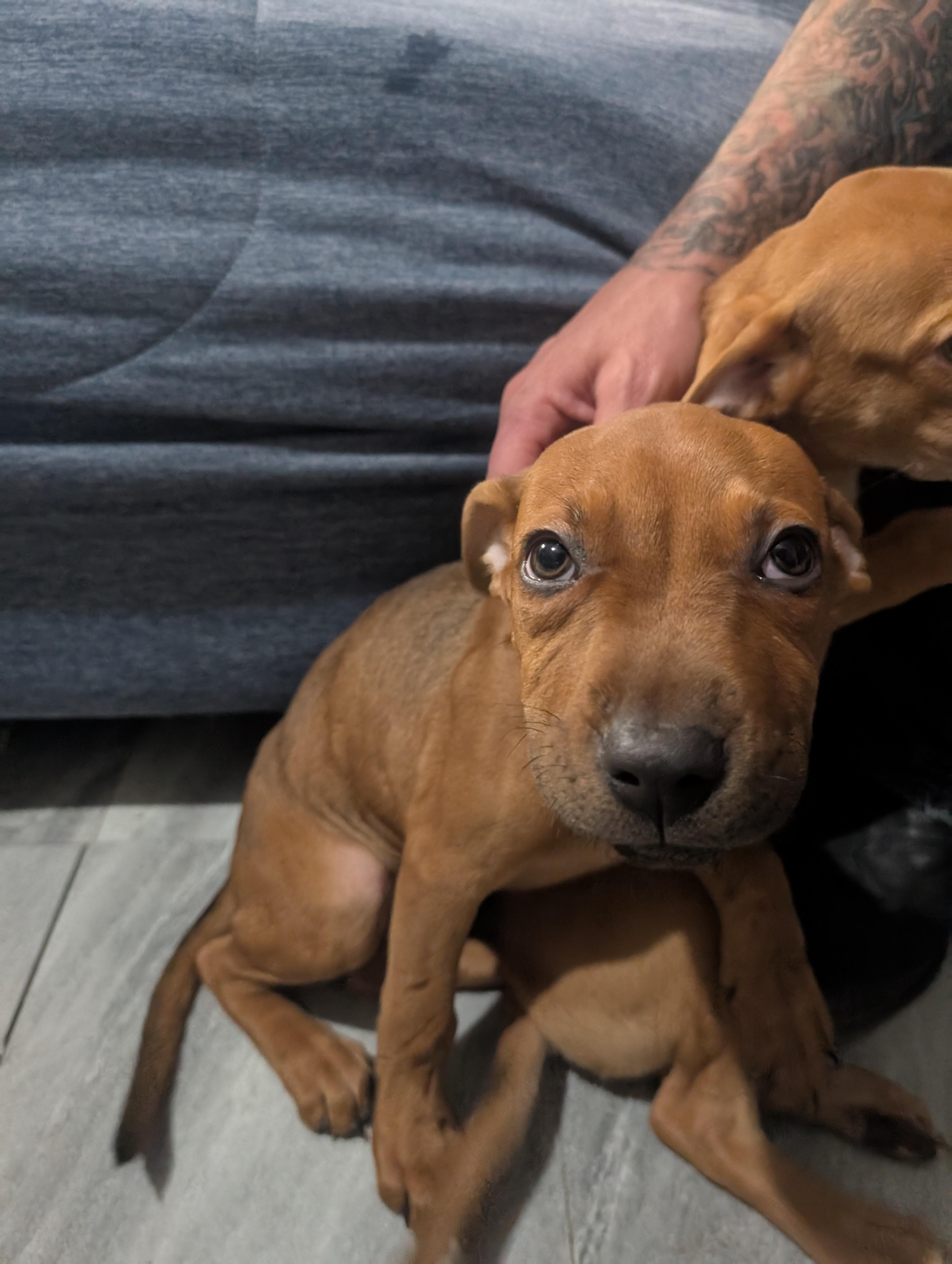 Jill, an adoptable Pit Bull Terrier, Rottweiler in Saint David, AZ, 85630 | Photo Image 2