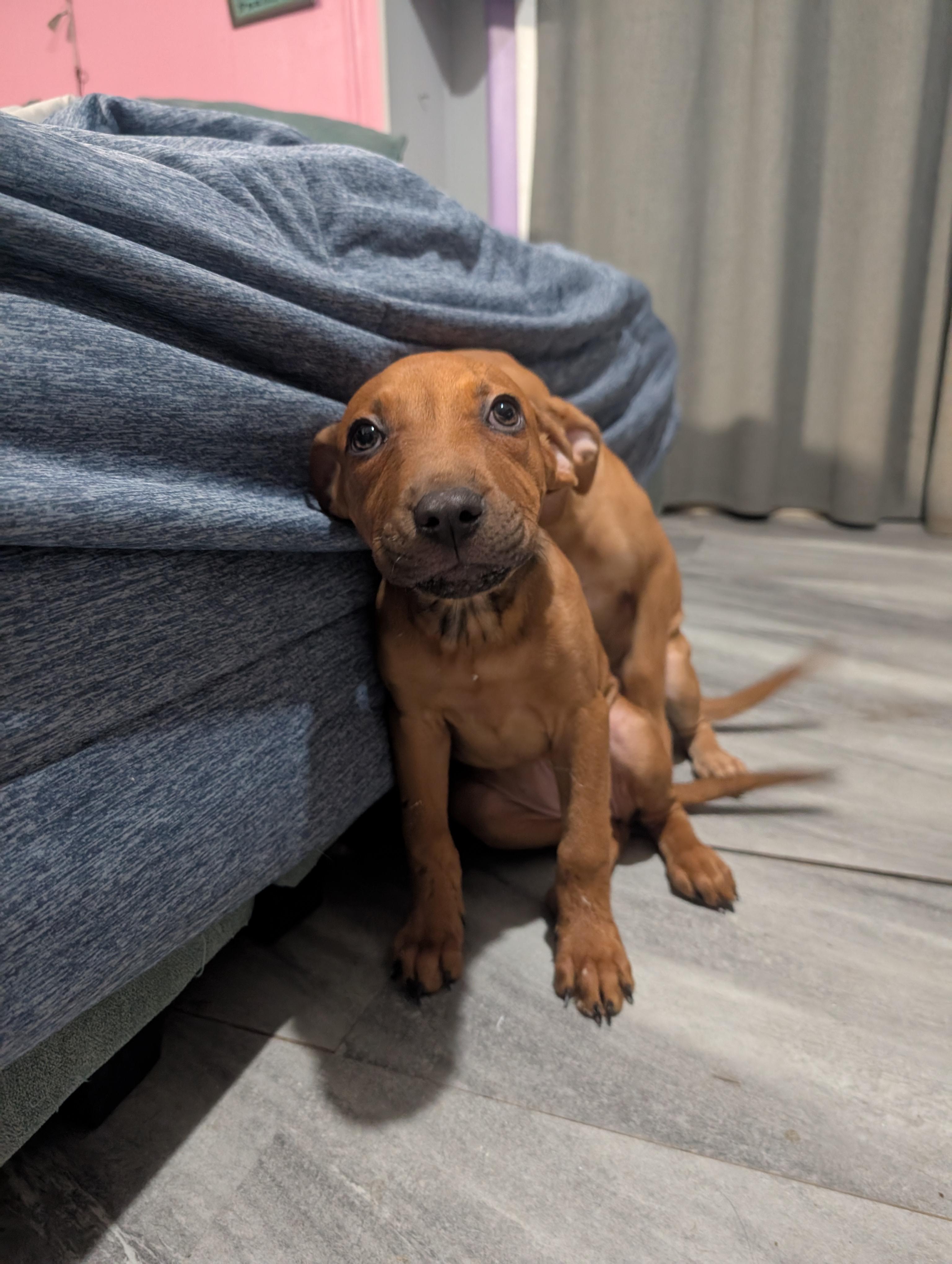 Jill, an adoptable Pit Bull Terrier, Rottweiler in Saint David, AZ, 85630 | Photo Image 3
