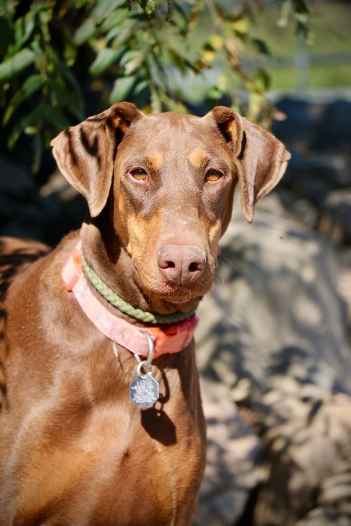 Enlarge Mocha, a Adopted Doberman Pinscher in Fillmore, CA image 1/4