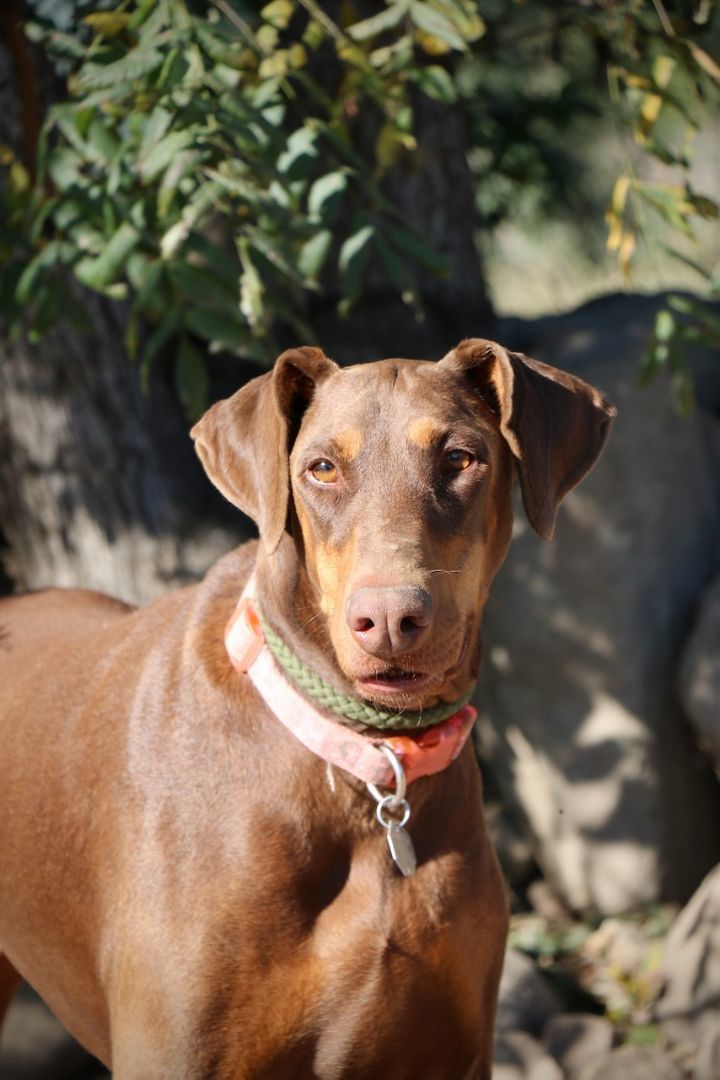Enlarge Mocha, a Adopted Doberman Pinscher in Fillmore, CA image 4/4