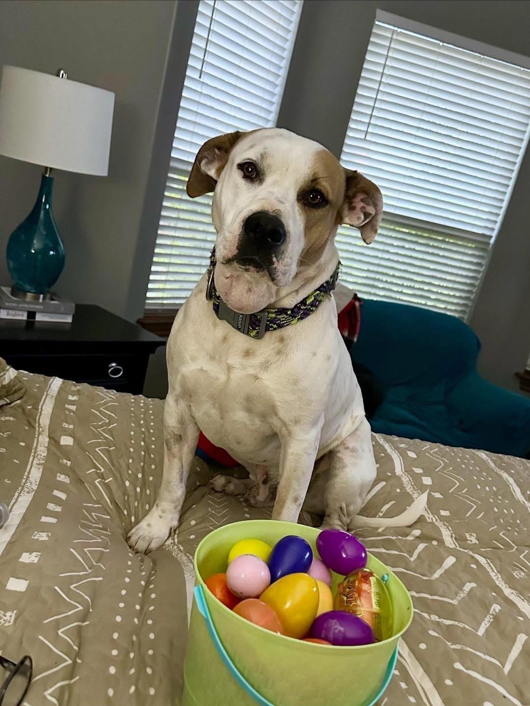 Conrad, Adoptable, Adult Male Pit Bull Terrier.