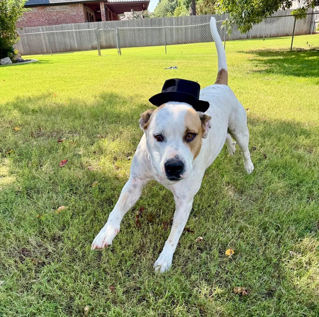 Enlarge Conrad, a Adoptable mixed breed in Edmond, OK image 2/6