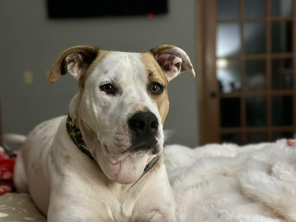 Enlarge Conrad, a Adoptable mixed breed in Edmond, OK image 4/6