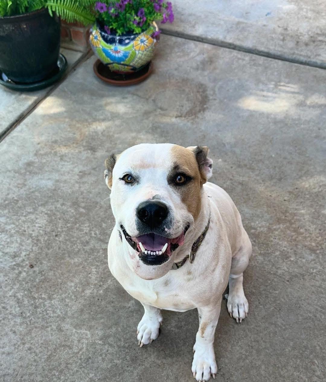 Enlarge Conrad, a Adoptable mixed breed in Edmond, OK image 5/6