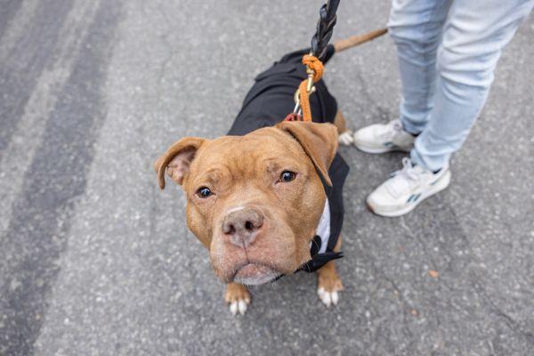 Enlarge Nectar, a Adoptable Mixed Breed in New York, NY image 1/3