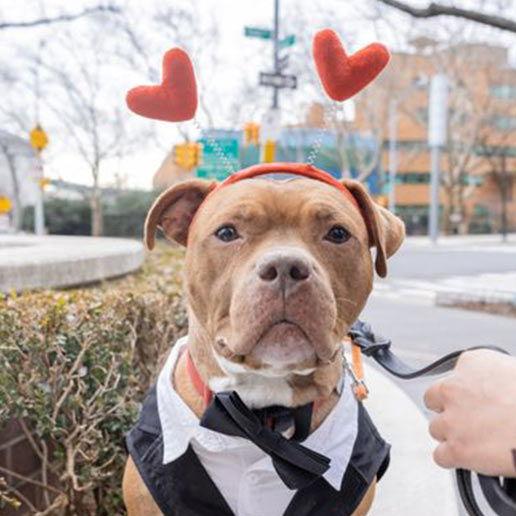 Enlarge Nectar, a Adoptable Mixed Breed in New York, NY image 2/3