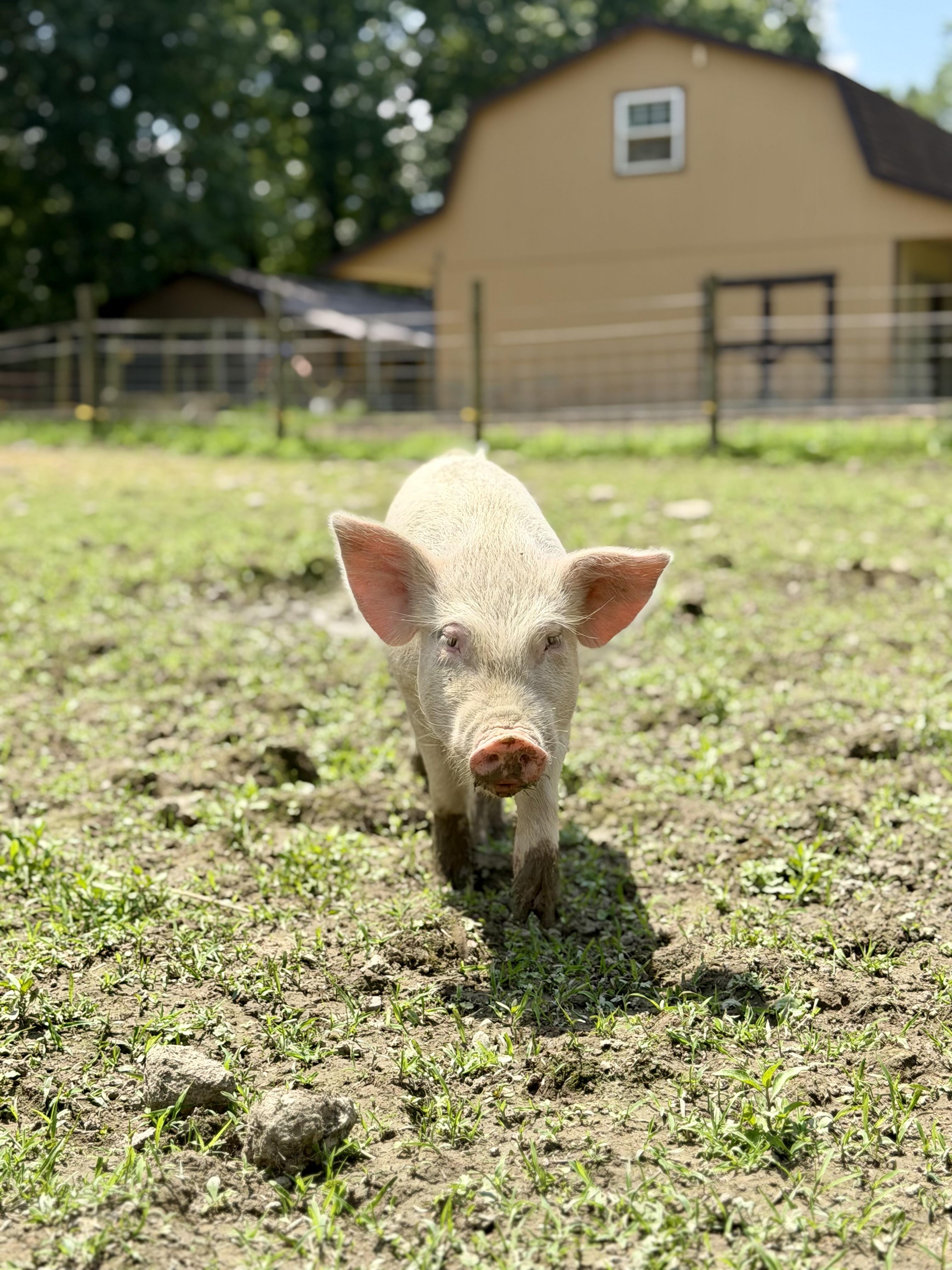 Enlarge Hershey, a Adoptable Yorkshire in Ravenna, OH image 2/4