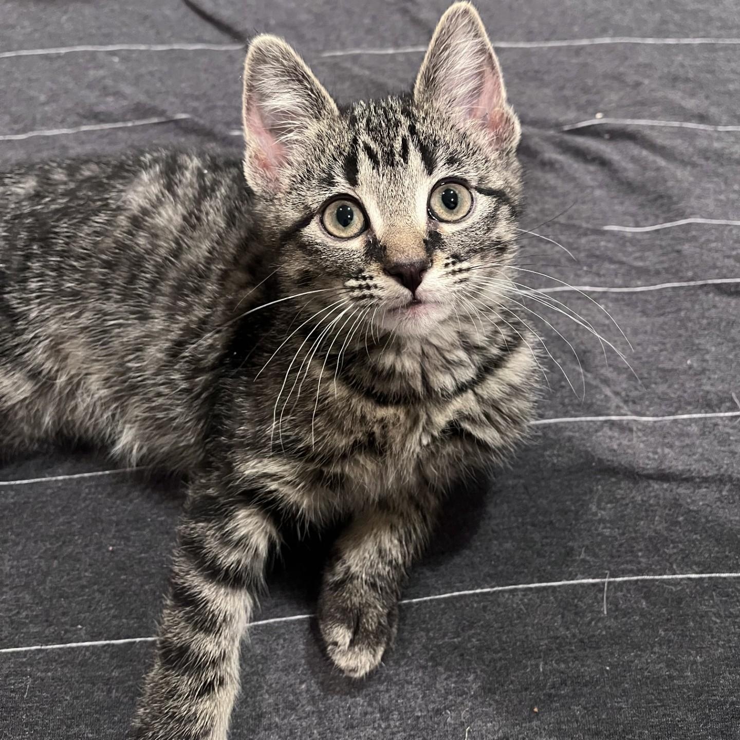 Gina & Gigi Conrad bonded sisters, an adopted Domestic Short Hair in Denver, CO image 4/6