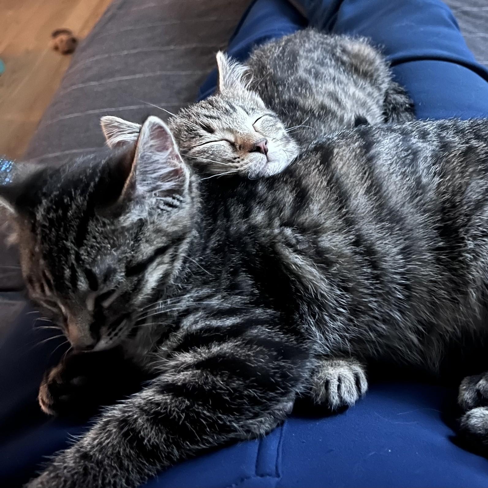 Gina & Gigi Conrad bonded sisters, an adopted Domestic Short Hair in Denver, CO image 2/6
