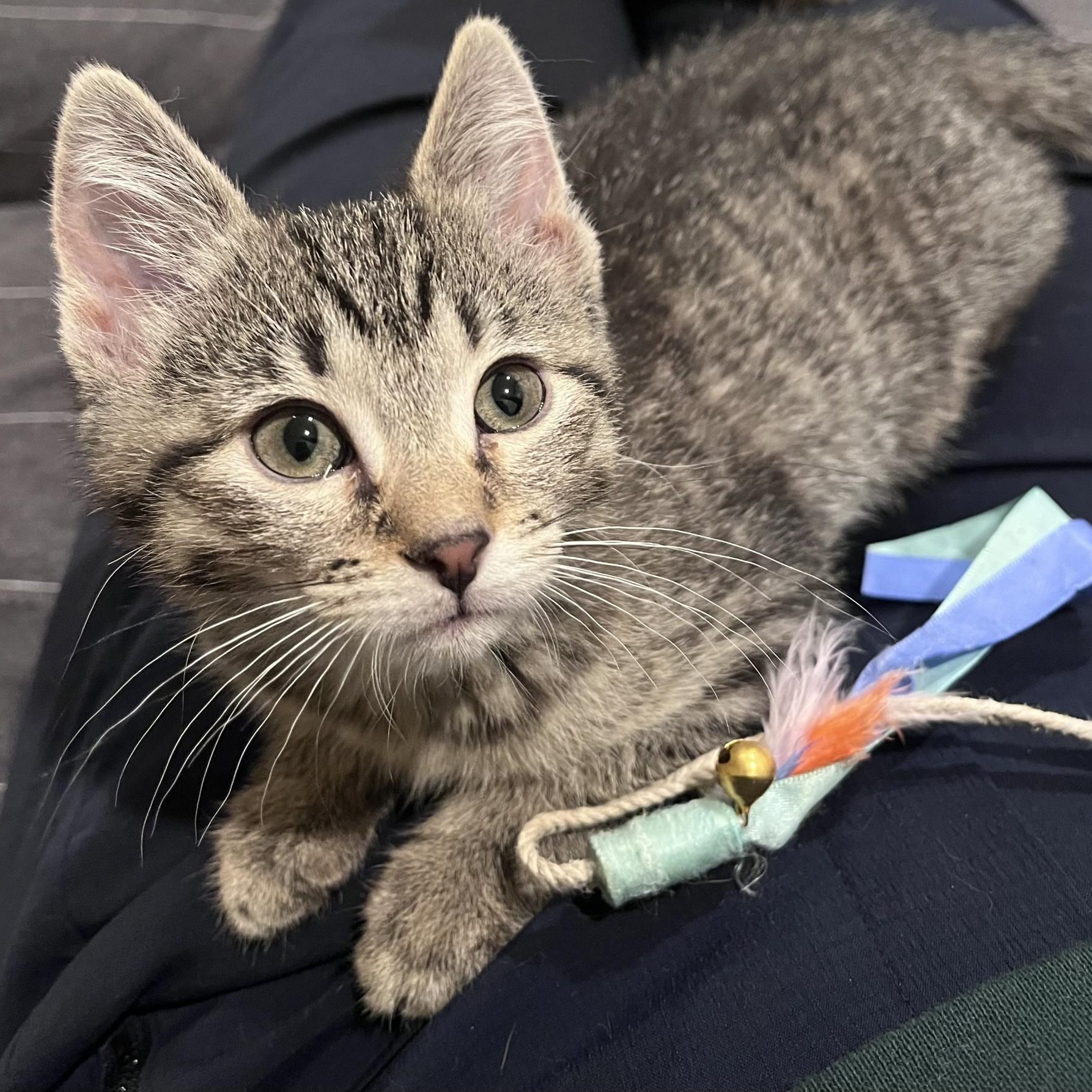 Gina & Gigi Conrad bonded sisters, an adopted Domestic Short Hair in Denver, CO image 6/6