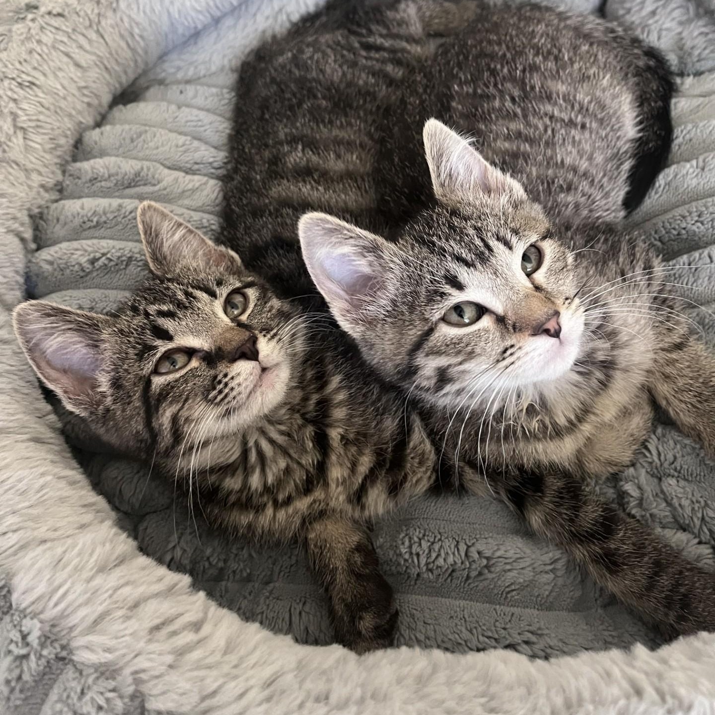 Gina & Gigi Conrad bonded sisters, adopted, Kitten Female Domestic Short Hair.