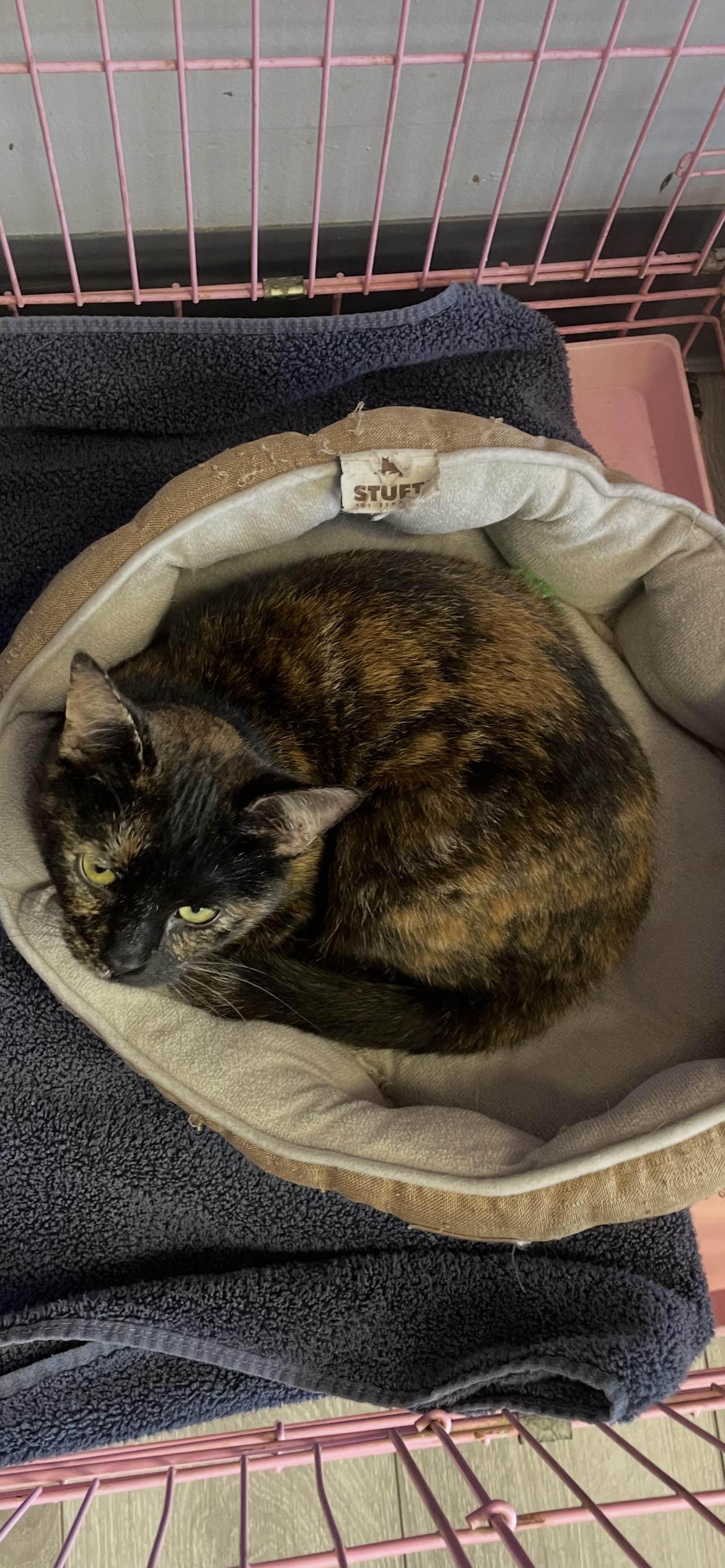 Crystal - Must Apply in Person !, Adoptable, Adult Female Tortoiseshell & Domestic Short Hair.