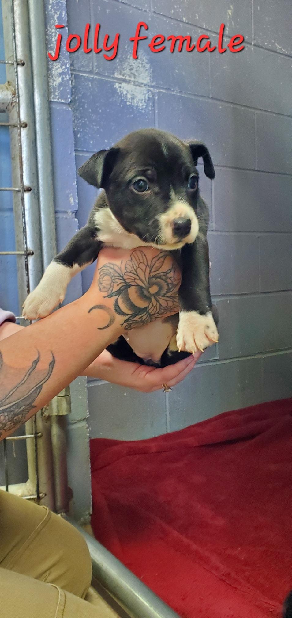 Jolly, ADOPTABLE, Puppy Female Labrador Retriever & Husky.
