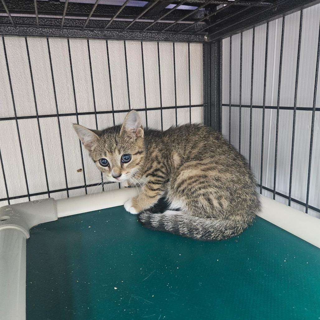 Snapple, Adoptable, Kitten Female Domestic Short Hair.