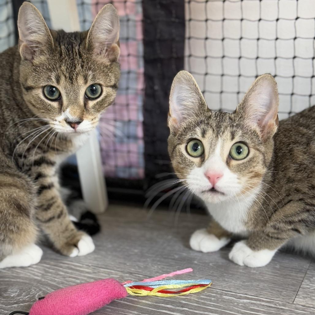 Enlarge Snapple, a Adoptable Domestic Short Hair in Ridgely, MD image 2/5