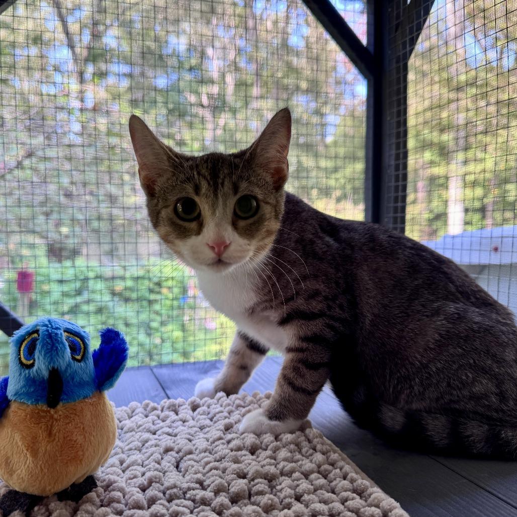 Enlarge Snapple, a Adoptable Domestic Short Hair in Ridgely, MD image 3/5