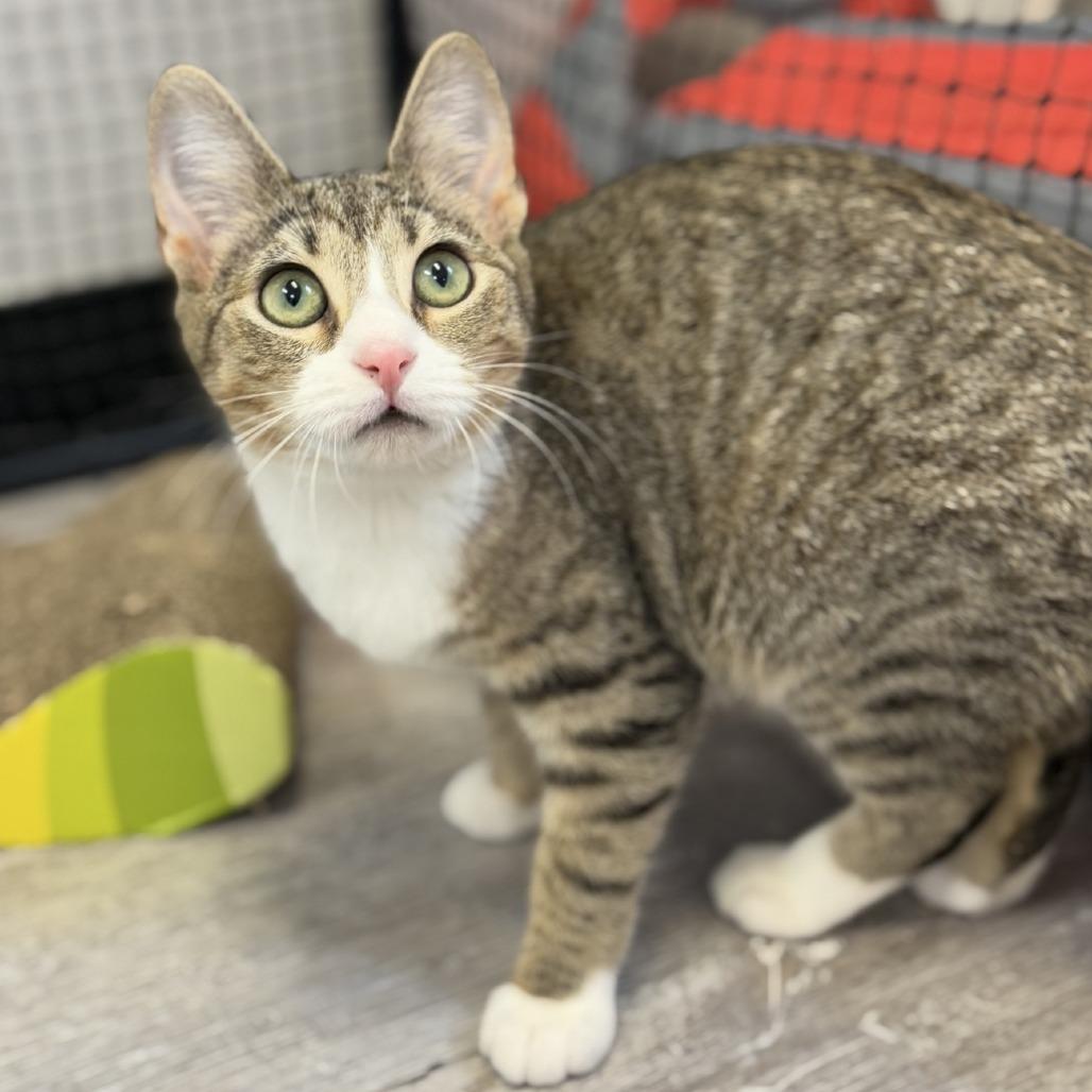 Enlarge Snapple, a Adoptable Domestic Short Hair in Ridgely, MD image 4/5
